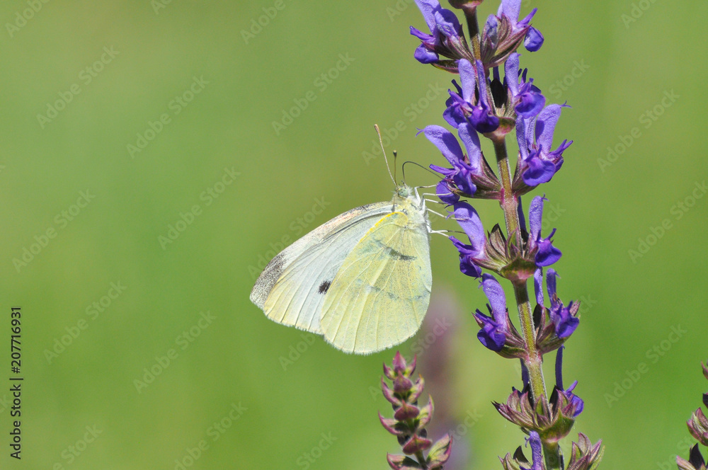 Small White butterfly, Pieris rapae, on wildflower. Beautiful butterfly on meadow Small White butterfly, Pieris rapae, on wildflower. Beautiful butterfly on meadow