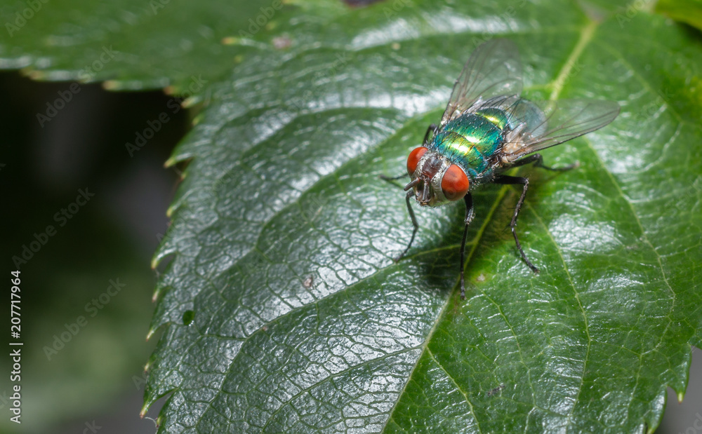 Fototapeta premium small fly on a leaf