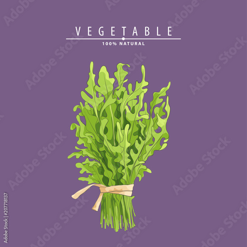 fresh green arugula