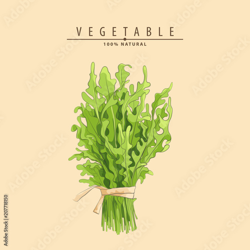fresh green arugula