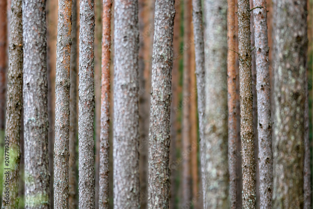 Fototapeta premium Monoculture pinus forest background