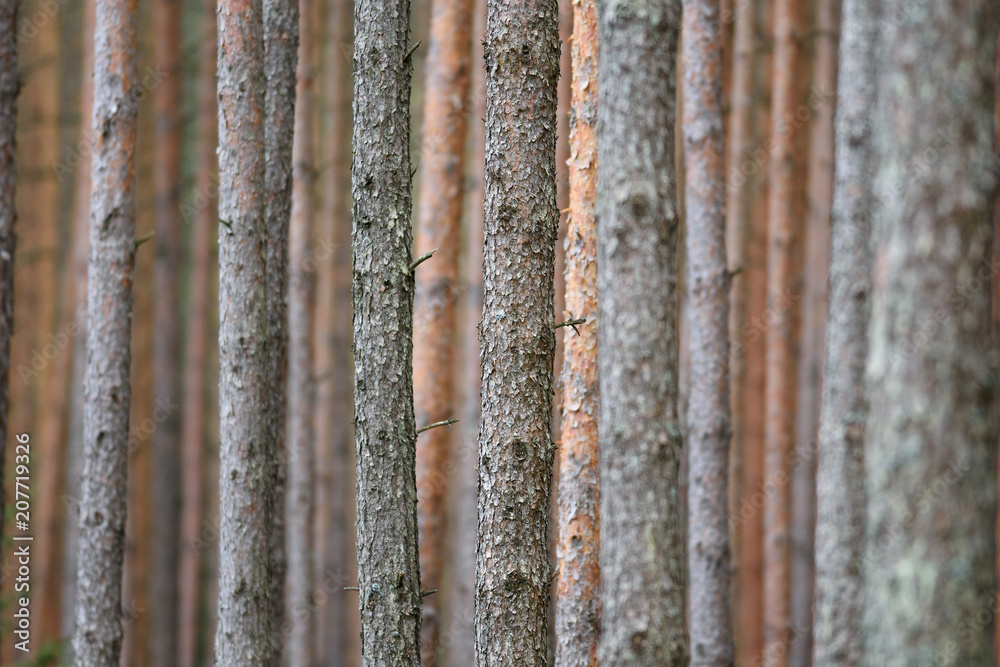 Monoculture pinus forest background Monoculture pinus forest background