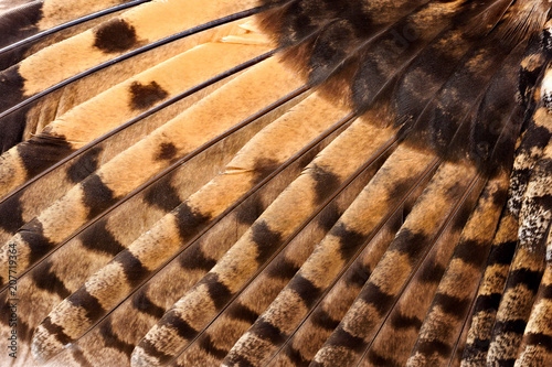 Wing of an Owl close up.