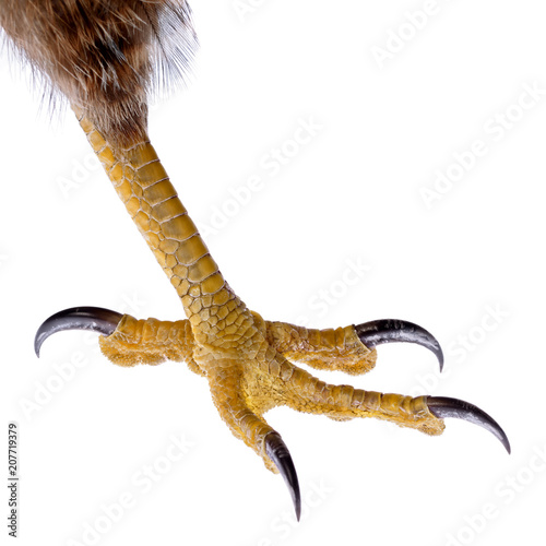 Talon of the Bird of Prey isolated on white. 