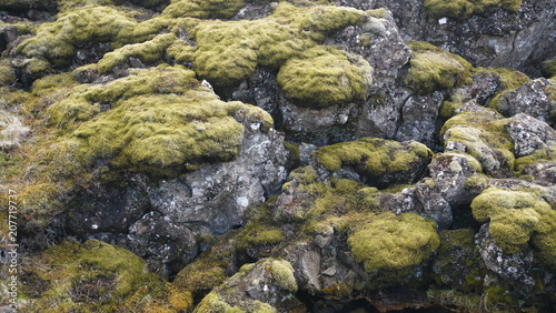 苔むす岩,moss