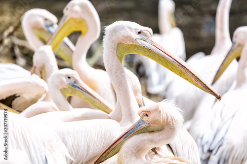 Pelican or Pink Pelican group or family outdoors.