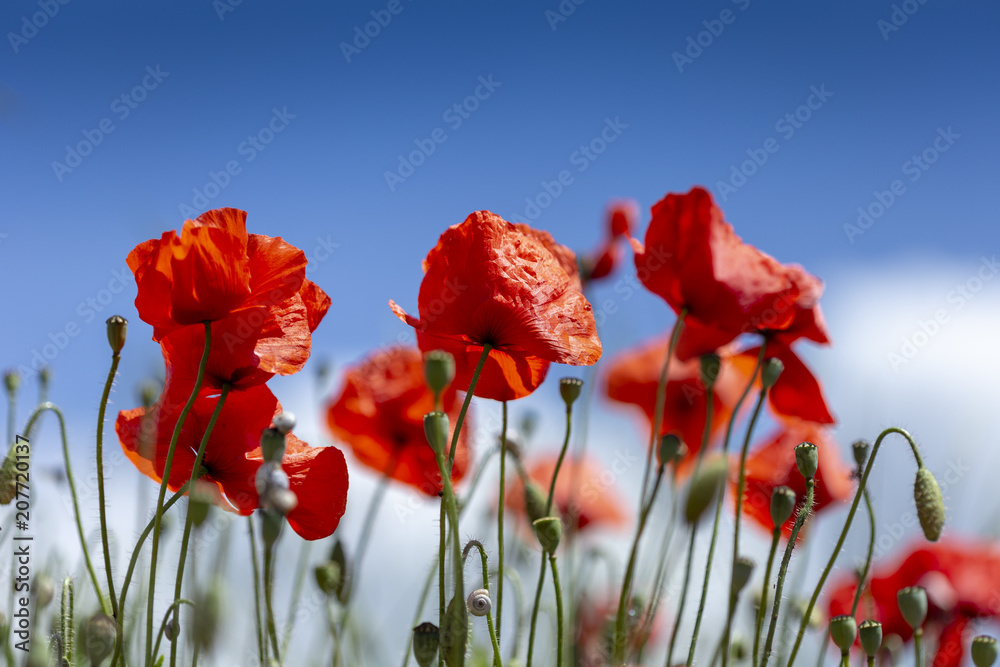 Obraz premium Coquelicots champ rouge vert bouton pétale