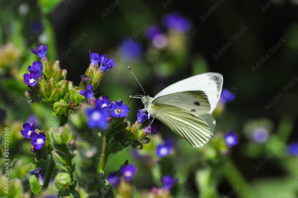 The green-veined white (Pieris napi) butterfly on meadow. Big white butterfly collecting nectar on wild flowers The green-veined white (Pieris napi) butterfly on meadow. Big white butterfly collecting nectar on wild flowers