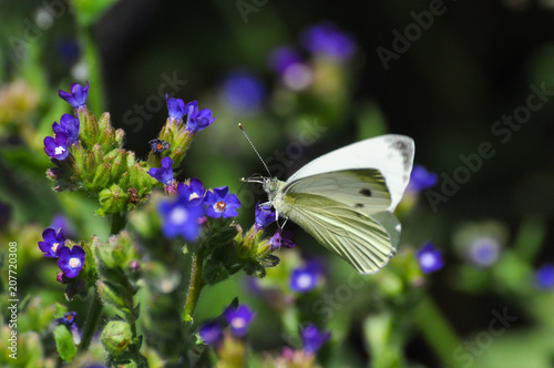 The green-veined white (Pieris napi) butterfly on meadow. Big white butterfly collecting nectar on wild flowers