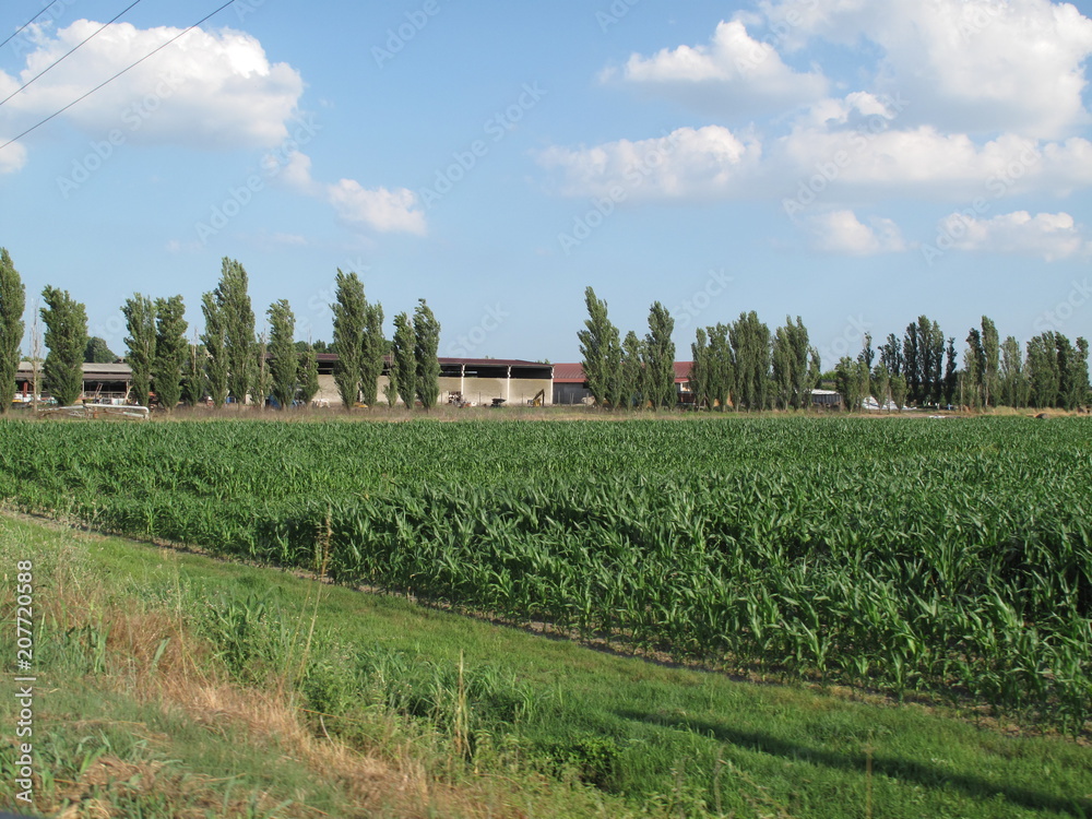 Fototapeta premium paesaggio di campagna
