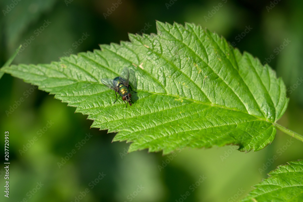 A fly sits on a green leaf A fly sits on a green leaf