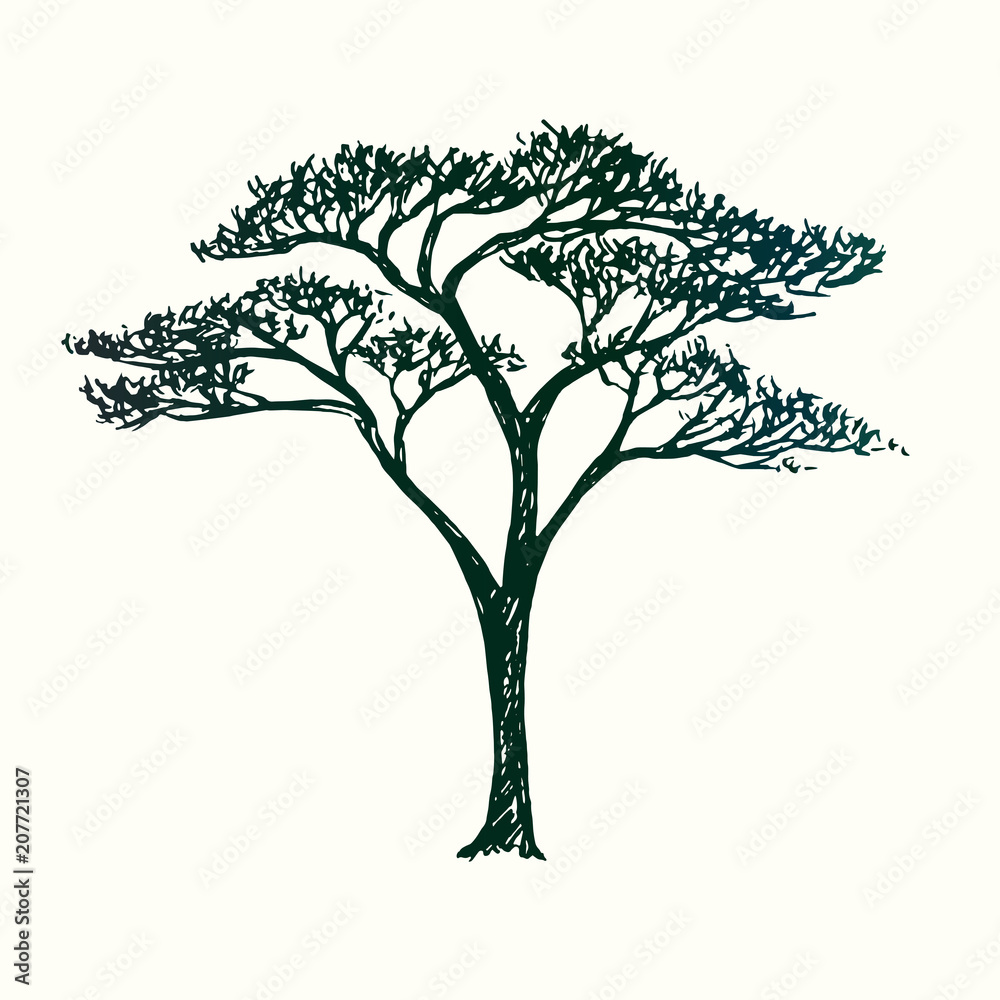 Acacia tree silhouette, hand drawn doodle sketch, black and white