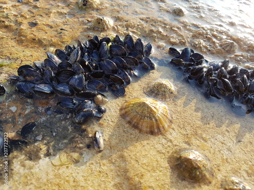 Moules sur un rocher
