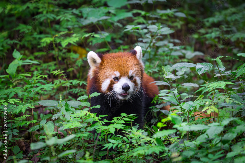 Fototapeta premium Portrait of an adorable Red Panda , Ailurus fulgens , fire fox surrounded by plants in forest