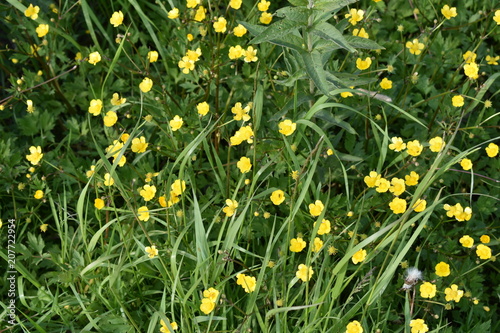 lovely little wild yellow flowers with buds and leaves on a soft green blurred background