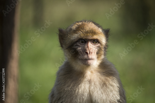 monkey