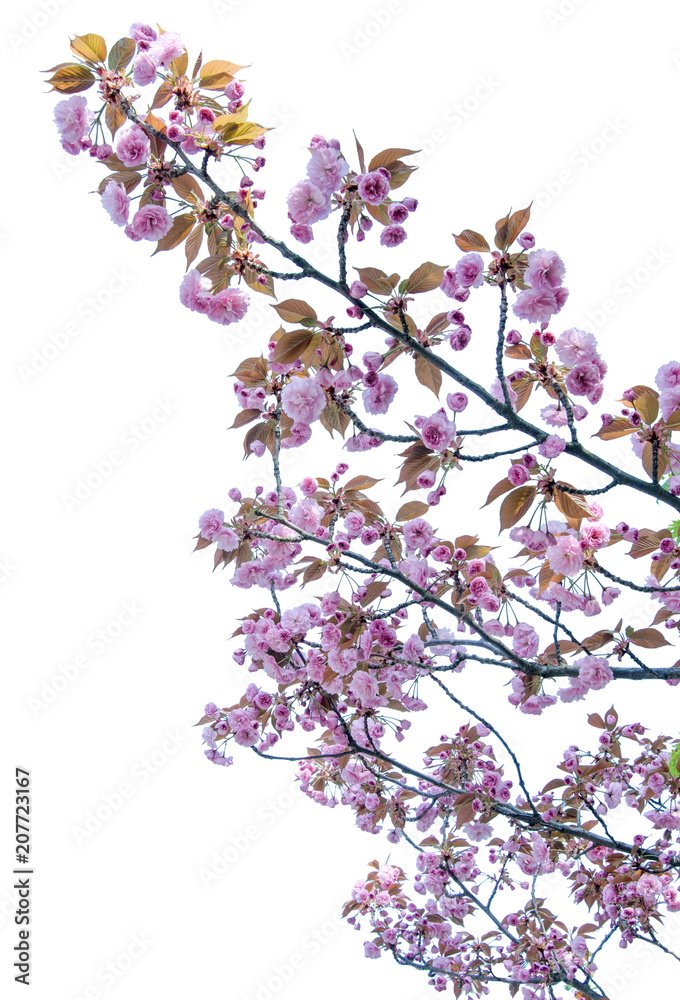 Flowering branches of a Cherry Esplanade on a white background