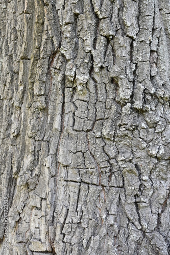 stark relief rough gray-brown texture, natural bark of old oak interspersed with moss