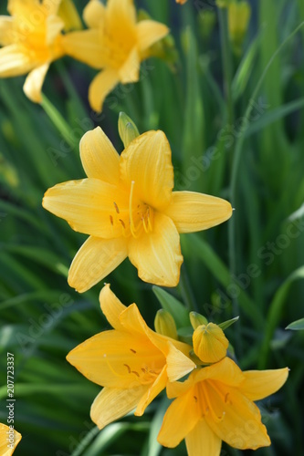 beautiful flowers yellow marsh iris with buds and leaves on a green soft blurred background