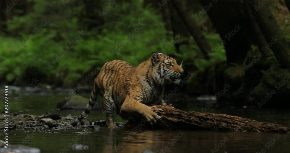 Amur tiger in the river water. Dangerous animal, taiga, Russia. Big animal in green forest. Siberian wild cat walking in nature habitat.