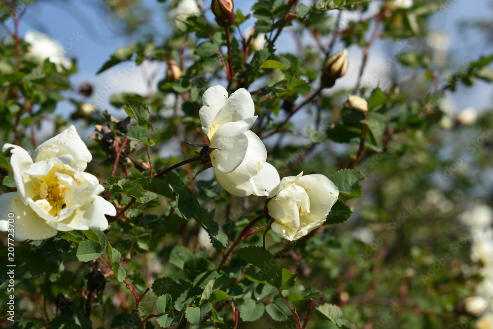 beautiful flowers white wild rose with buds and leaves on soft blurred blue sky background beautiful flowers white wild rose with buds and leaves on soft blurred blue sky background