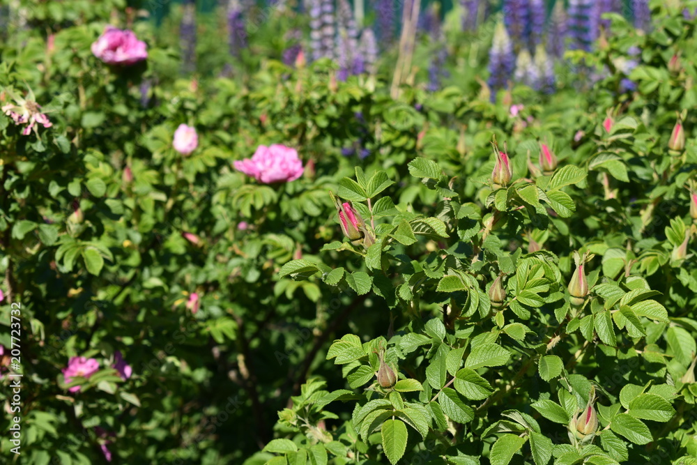 beautiful flowers pink wild rose with buds and leaves on soft blurred background beautiful flowers pink wild rose with buds and leaves on soft blurred background