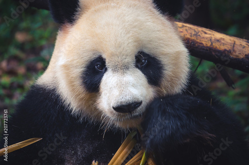 One adult giant panda eating a bamboo stick in close up portrait during day