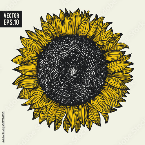 Sunflower vector hand drawn illustration. Can be use for organic and natural products, restaurants and cafe. Retro style.