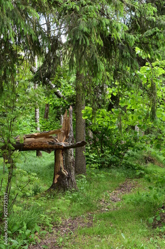 a forest path and a fallen tree among the green grass in a summer forest against the background of trees and bushes