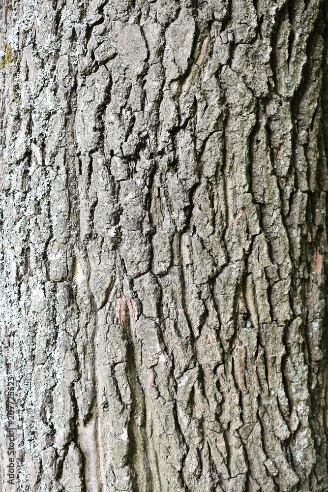 beautiful embossed gray-brown texture, natural bark of old oak interspersed with moss beautiful embossed gray-brown texture, natural bark of old oak interspersed with moss