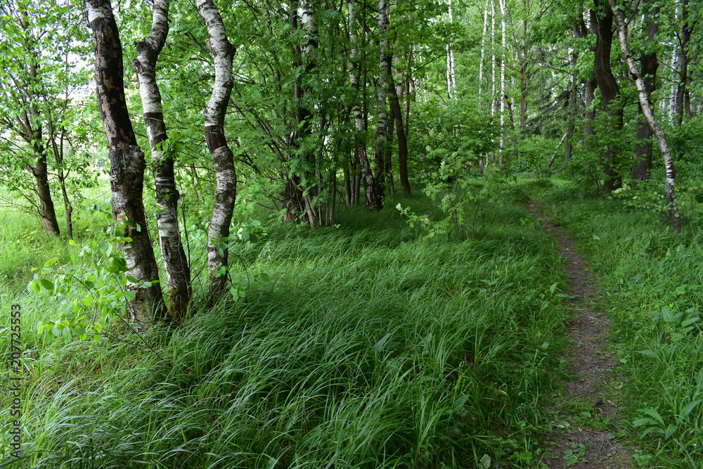 Fototapeta premium a forest path among the green grass in the summer forest against the background of trees and bushes