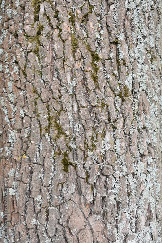 beautiful embossed gray-brown texture, natural bark of old oak interspersed with moss