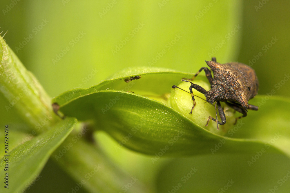 Stink bug, Pentatomidaey, Aarey milk colony Mumbai , India Stink bug, Pentatomidaey, Aarey milk colony Mumbai , India