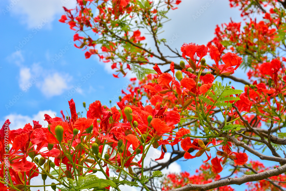 Delonix regia flower (Royal Poinciana, Flamboyant Tree, Flame Tree, Peacock Flower, Gulmohar) in bloom.