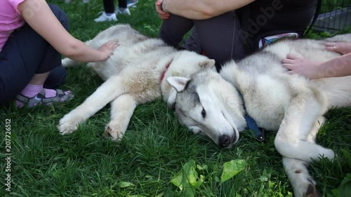 Kids are touching husky