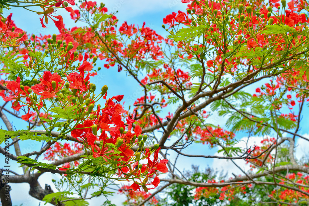 Delonix regia flower (Royal Poinciana, Flamboyant Tree, Flame Tree, Peacock Flower, Gulmohar) in bloom. Delonix regia flower (Royal Poinciana, Flamboyant Tree, Flame Tree, Peacock Flower, Gulmohar) in bloom.