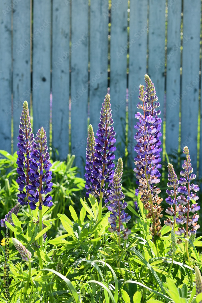 Obraz premium beautiful flowers purple lupines with luxurious green leaves on a soft blue blurred background