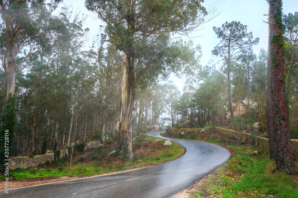Mysterious fascinating landscape. Wet, after rain, road in mountain forest. Mystic eucalyptus grove. Outskirts of Sintra, Portugal. Mysterious fascinating landscape. Wet, after rain, road in mountain forest. Mystic eucalyptus grove. Outskirts of Sintra, Portugal.