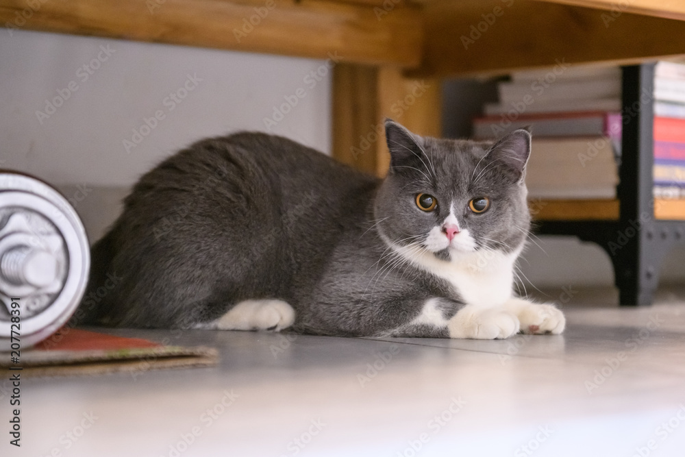 Naklejka premium The British short hair cat lying on the ground