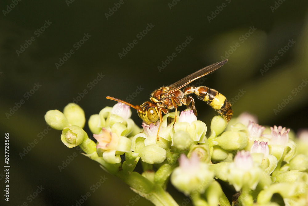 Wasp, Vespidae, Aarey milk colony Mumbai Wasp, Vespidae, Aarey milk colony Mumbai