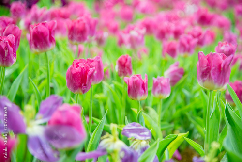 Tulip flower in the garden.