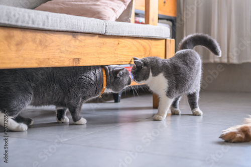 Foto Two British short hair cats, shot indoors