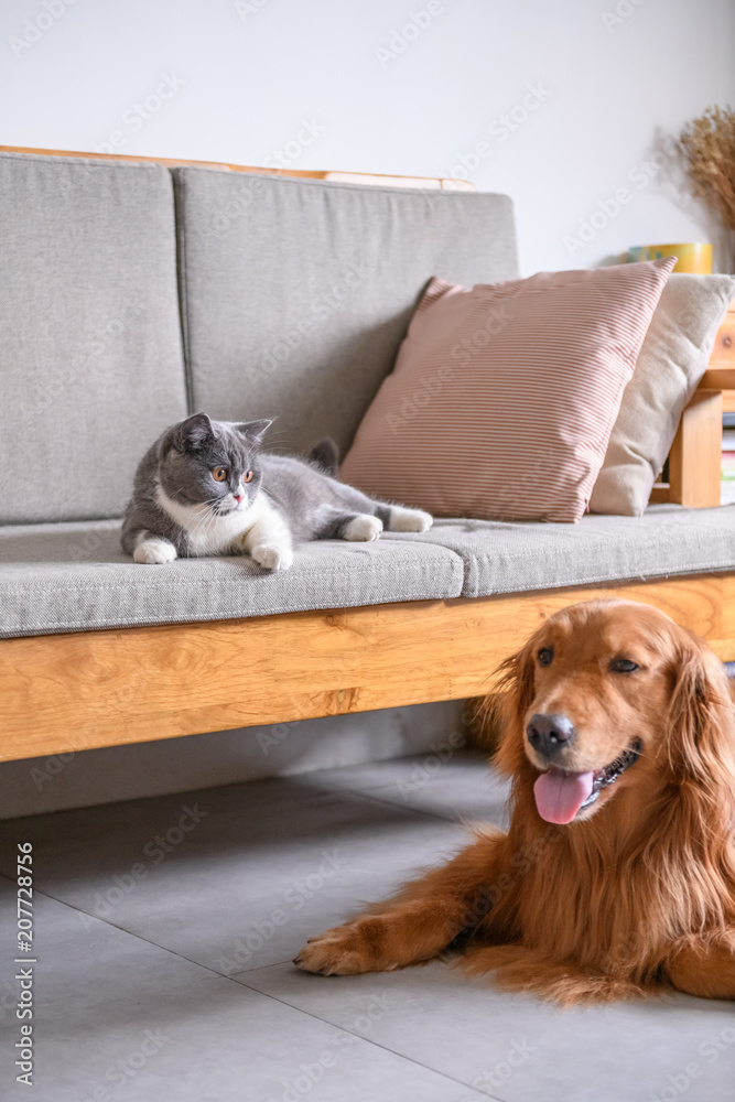 Obraz premium British short hair cat and golden retriever