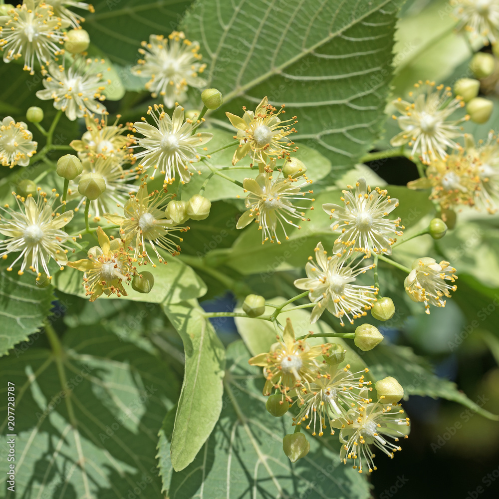 Lindenblüten, Sommerlinde, Tilia platyphyllos Lindenblüten, Sommerlinde, Tilia platyphyllos