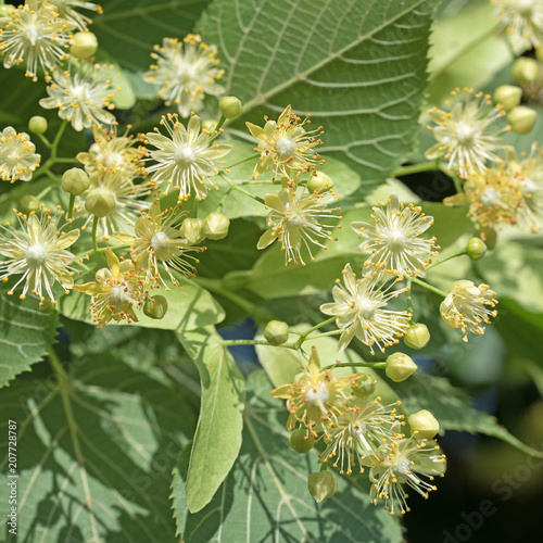 Lindenblüten, Sommerlinde, Tilia platyphyllos