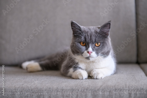 British short hair cat rests on sofa © chendongshan