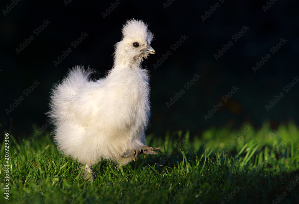 Fototapeta premium Walking fun white chicken