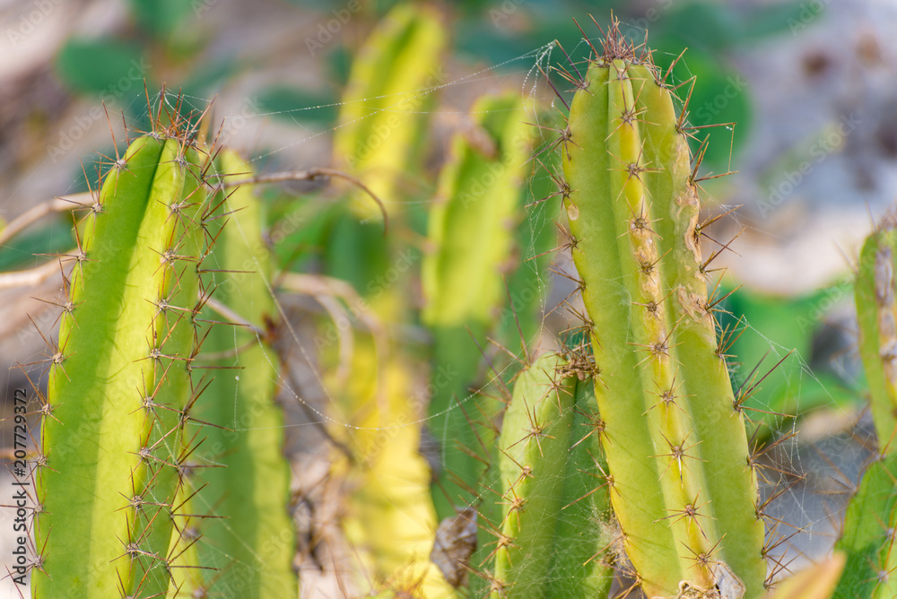 Naklejka premium Blooming cactus with cobwebs by the sandy beach