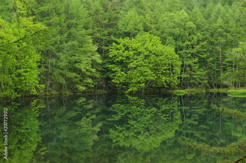 The forest is reflected on the surface like a mirror B