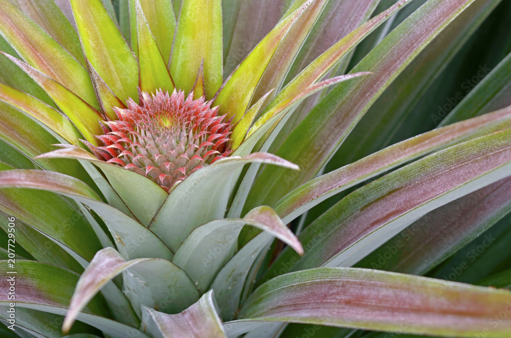 Fototapeta premium Pineapple